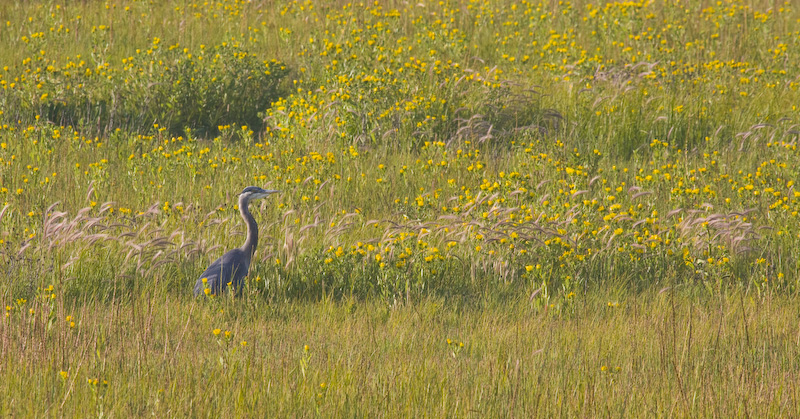 Great Blue Heron In Flowers